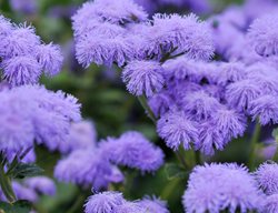 Deer Resistant Annual, Floss Flower, Ageratum Houstonianum
Alamy Stock Photo
Brooklyn, NY