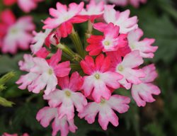 Deer Resistant Annual, Verbena Hybrid
Ball Horticultural Company
Chicago, IL