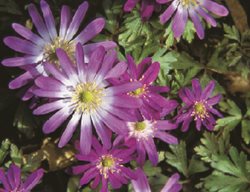 Deer Resistant Bulb, Anemone Blanda Radar
Garden Design
Calimesa, CA