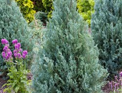 Deer Resistant Evergreens, Juniper Wichita Blue
Alamy Stock Photo
Brooklyn, NY