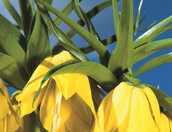 Deer Resistant, Fritillaria Imperialis
Garden Design
Calimesa, CA
