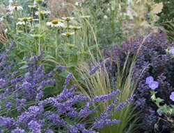 Deer Resistant Garden, Deer Resistant Plants
Le-jardinet
Seattle, WA