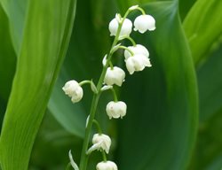 Deer Resistant, Lily Of The Valley, Convallaria Majalis
Pixabay
