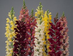 Deer Resistant, Snapdragon Flowers, Rocket Mix
Kieft Seed
West Chicago, IL