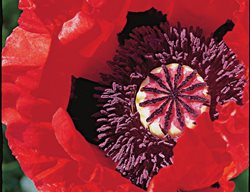 Degas 
Garden Design
Calimesa, CA