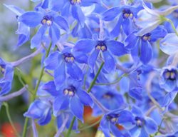 Delphinium Belladonna, Delft Blue, Blue And White Flower
Millette Photomedia
