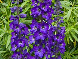Delphinium Black Knight, Pacific Hybrid, Dark Purple Flower
Alamy Stock Photo
Brooklyn, NY