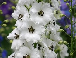 Delphinium Elatum, Black Eyed Angels, White Flower
Walters Gardens
