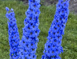 Delphinium Elatum, Million Dollar Blue, Blue Flower Stalk
Walters Gardens
