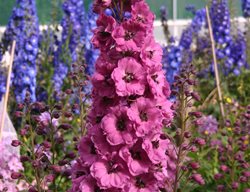 Delphinium Elatum, Pink Punch, Pink Flower
Walters Gardens
