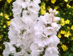 Delphinium Galahad, Pacific Hybrid, White Flower
Alamy Stock Photo
Brooklyn, NY