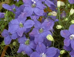 Delphinium Grandiflorum, Blue Mirror, Purple Flower
Alamy Stock Photo
Brooklyn, NY