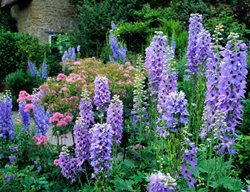 Delphinium, Pacific Giant Hybrid, Purple Flowers
Alamy Stock Photo
Brooklyn, NY
