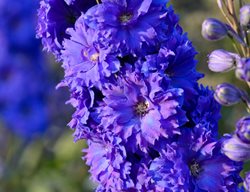 Delphinium, Pagan Purples, Purple Flower
Alamy Stock Photo
Brooklyn, NY