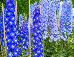 Delphiniums, Staked, Blue Flowers
Alamy Stock Photo
Brooklyn, NY