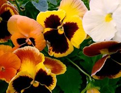 Delta Pumpkin Mix Pansies, Pansy Flowers
Proven Winners
Sycamore, IL
