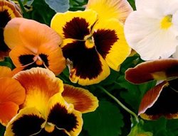 Delta Pumpkin Pie Mix Pansies, Yellow And Orange Pansies
Proven Winners
Sycamore, IL