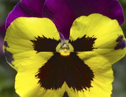 Delta Yellow With Purple Wing Pansy, Yellow And Purple Pansy
Proven Winners
Sycamore, IL