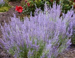 Denim N Lace Russian Sage, Perovskia Atriplicifolia
Proven Winners
Sycamore, IL