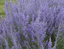 Denim N Lace Russian Sage, Perovskia
Proven Winners
Sycamore, IL