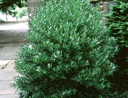 Densa Inkberry Holly, Inkberry Holly, Native Shrub
Spring Meadow Nursery
Grand Haven, MI