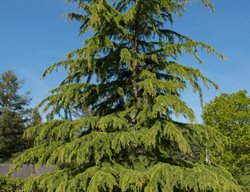 Deodar Cedar Tree, Cedrus Deodara
Shutterstock.com
New York, NY