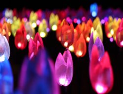 Descanso Gardens Enchanted Forest
Garden Design
Calimesa, CA