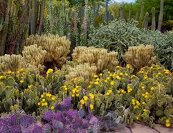Desert Botanical Garden, Phoenix Garden, Cactus Garden
Desert Botanical Garden
Phoenix, AZ