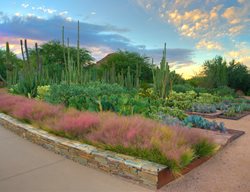 Desert Botanical Garden
Phoenix, AZ