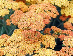 Desert Eve Terracotta, Achillea
Hirt's Gardens
