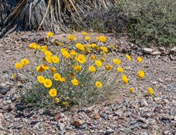 Desert Marigold, Baileya Multiradiata
Shutterstock.com
New York, NY