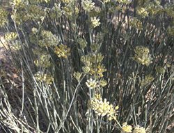 Desert Milkweed, Asclepias Subulata
Mountain States Wholesale Nursery
Glendale , AZ