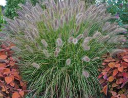 Desert Plains Pennisetum, Fountain Grass
Proven Winners
Sycamore, IL