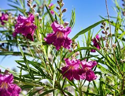 Desert Willow, Chilopsis Linearis
Shutterstock.com
New York, NY