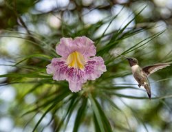 Desert Willow Flower With Hummingbird
Shutterstock.com
New York, NY