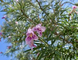Desert Willow In Bloom, Chilopsis Linearis
Shutterstock.com
New York, NY