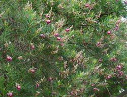 Desert Willow Tree In Bloom
Shutterstock.com
New York, NY