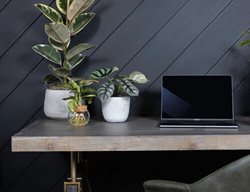 Desk With Houseplants, Rubber Plant
Proven Winners
Sycamore, IL