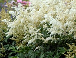 Deutschland Astilbe, Japanese Astilbe
Proven Winners
Sycamore, IL