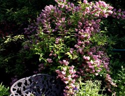 Deutzia Magicien, Deutzia Hybrid
Millette Photomedia
