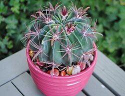 Devil's Tongue Cactus
Garden Design
Calimesa, CA