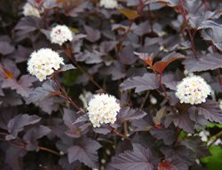 Diabolo, Diablo Ninebark
Shutterstock.com
New York, NY
