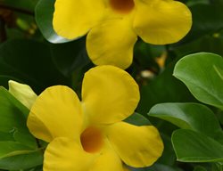 Diamantina Opal Yellow Dipladenia, Yellow Mandevilla
Proven Winners
Sycamore, IL