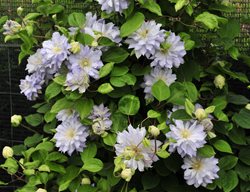 Diamond Ball Clematis, Flowering Vine
Proven Winners
Sycamore, IL