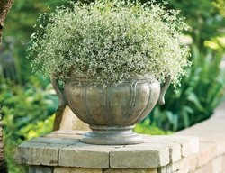 Diamond Frost Euphorbia, Annual Euphorbia, Container Plant
Proven Winners
Sycamore, IL