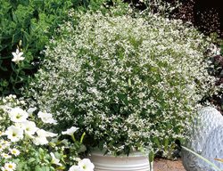 Diamond Frost Euphorbia, Euphorbia Hybrid
Proven Winners
Sycamore, IL