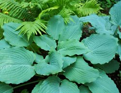 Diamond Lake Hosta, Foliage Plant, Ruffled Leaves
Proven Winners
Sycamore, IL