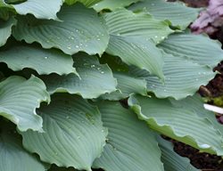 Diamond Lake Hosta, Hosta Hybrid
Proven Winners
Sycamore, IL