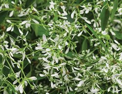 Diamond Mountain, Euphorbia, Annual Plant
Proven Winners
Sycamore, IL