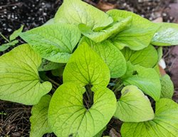 Diane's Gold Brunnera, Brunnera Macrophylla
Millette Photomedia
